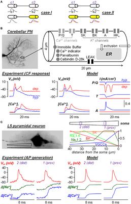 Can neuron modeling constrained by ultrafast imaging data extract the native function of ion channels?